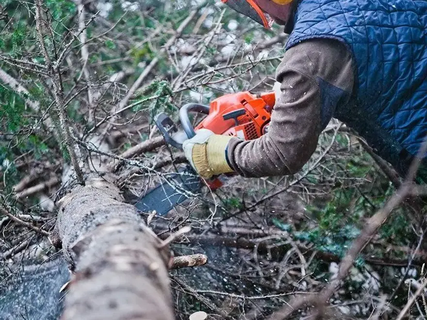 Worker in a helmet cutting a fallen tree with a chainsaw