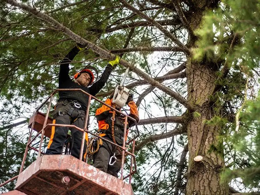Arborist working high in a tree