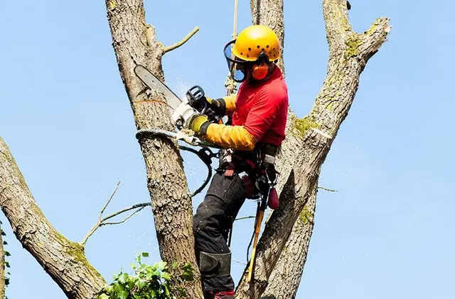 Arborist Service