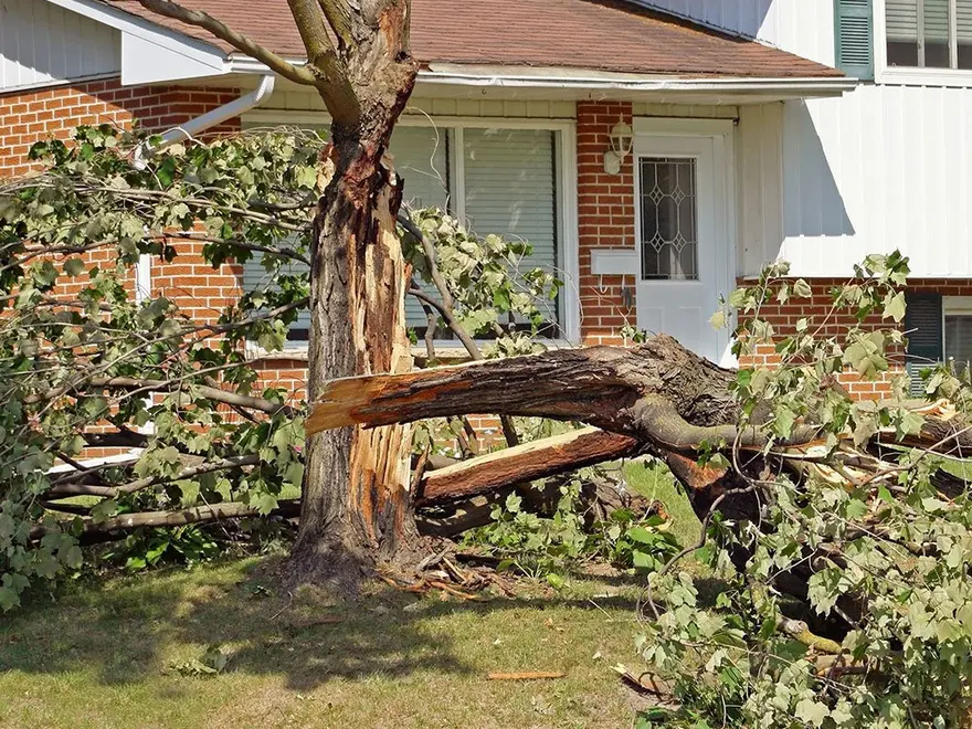 A large tree split and fallen beside a house