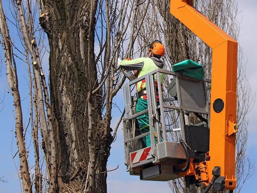Arborist pruning a tall tree from a bucket lift