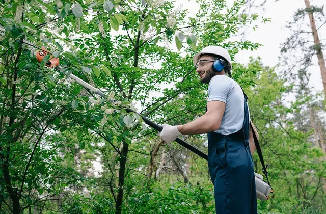 Tree Trimming