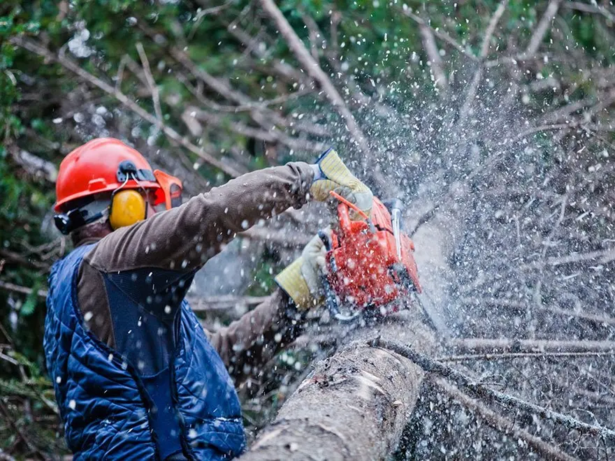 Worker cutting a branch with a chainsaw