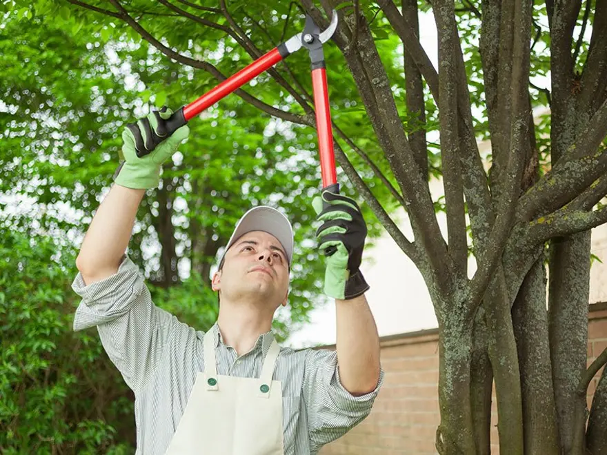 Arborist pruning with long-handled loppers