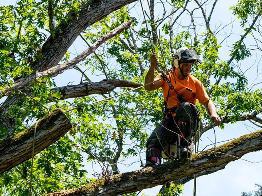 Climber cutting a tree from a rope
