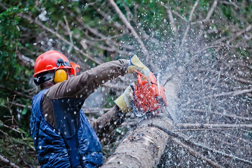 Stockton Tree Trimming